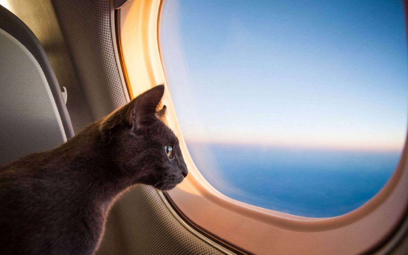 Lưu ý bạn cần biết khi mang thú cưng lên máy bay.